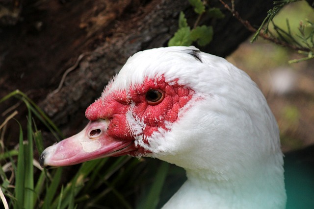 但诺伊尔不 但诺伊尔不