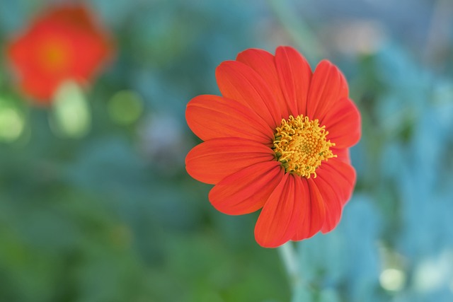 归化球员倍 归化球员倍